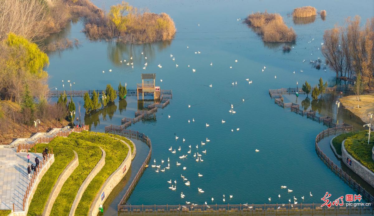 Swans draw winter crowds in C China's Henan