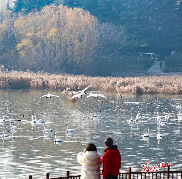 Swans draw winter crowds in C China's Henan