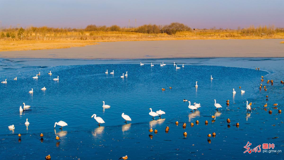 Swans enliven winter wetland in NW China's Gansu
