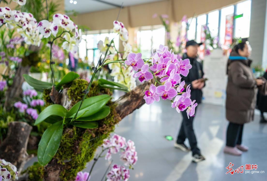 Orchids bloom at Hohhot's inaugural Northern Xinjiang Orchid Exhibition