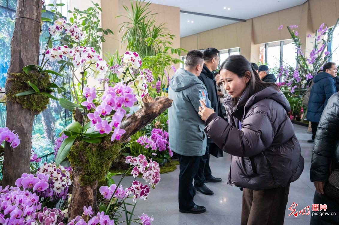 Orchids bloom at Hohhot's inaugural Northern Xinjiang Orchid Exhibition