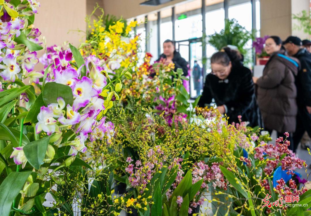 Orchids bloom at Hohhot's inaugural Northern Xinjiang Orchid Exhibition
