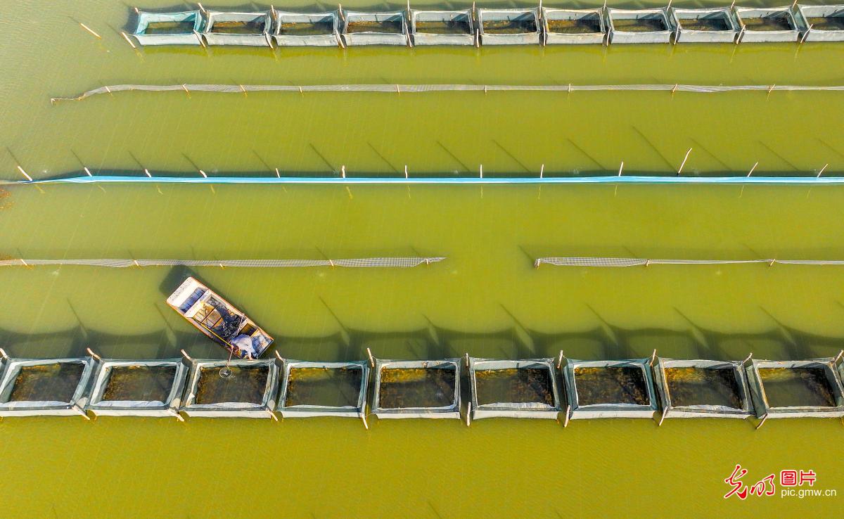 Crab farmers tend aquaculture ponds in E China's Jiangsu