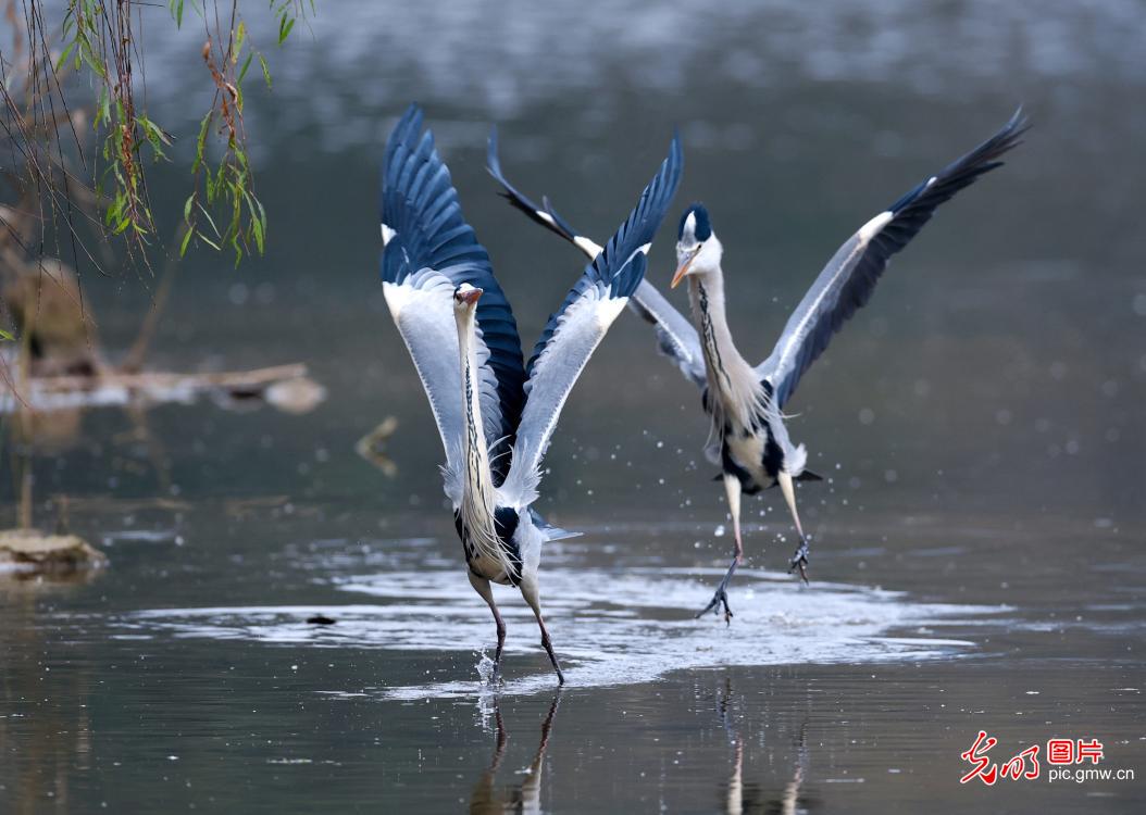 In pics: Egrets in Guanshanhu Park, SW China's Guizhou