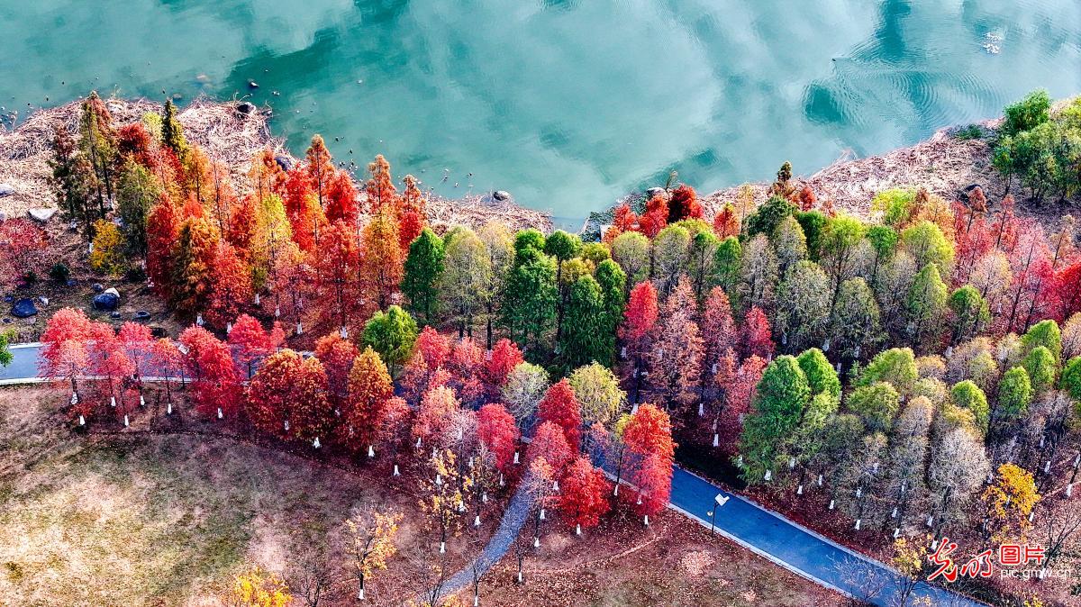 Winter scenery at Xianghu Wetland Park , E China's Jiangxi