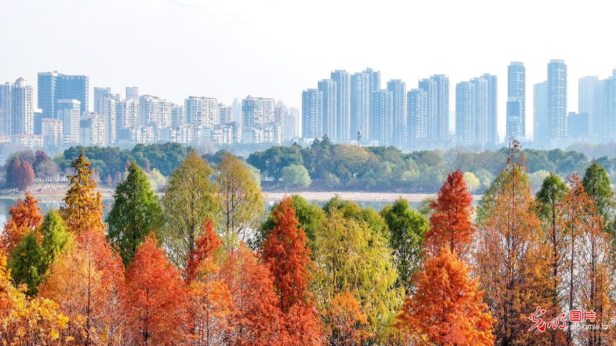 Winter scenery at Xianghu Wetland Park , E China's Jiangxi