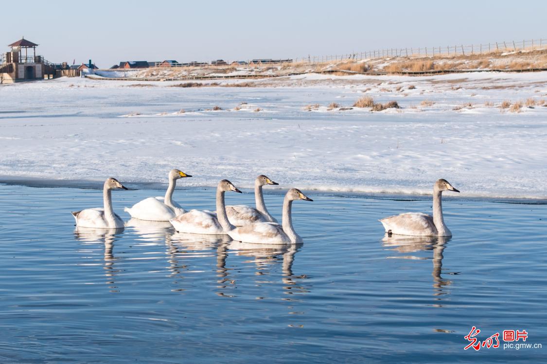Graceful swans at Gaojiahu Wetland, NW China's Xinjiang