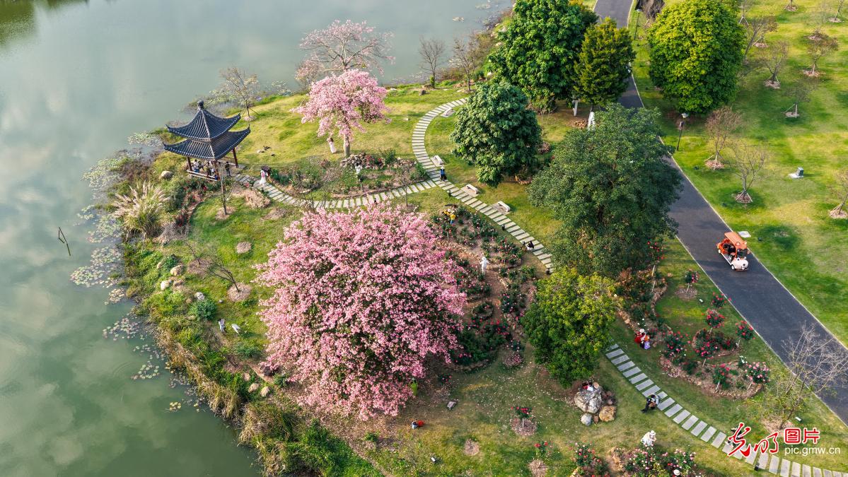 Kapok trees in full bloom at Qingxiu Mountain