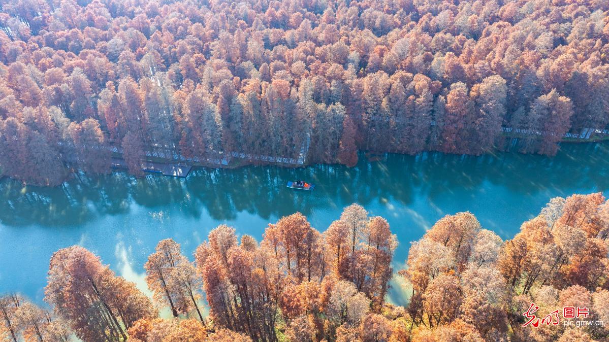 Autumn colors adorn wetland park in E China's Jiangsu