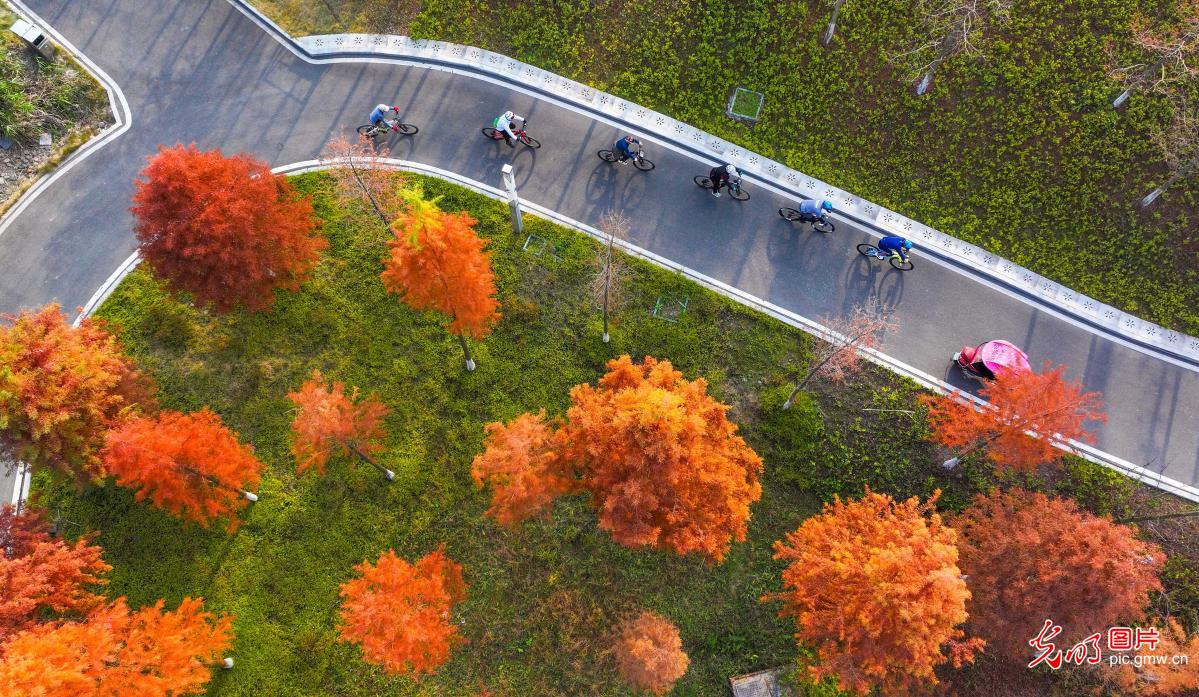 Citizens enjoy winter cycling amid green spaces in SW China's Chongqing