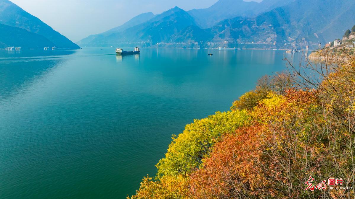 Vessels sail amid autumn red leaves along Yangtze River
