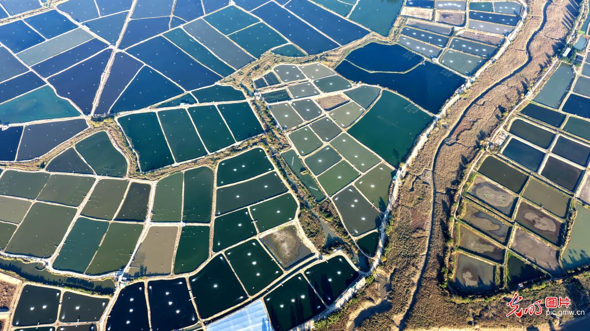 Aerial view of shrimp, crab ponds creating colorful palette in E China's Fujian
