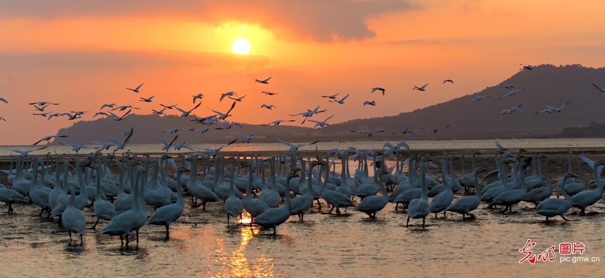 Winter birds&nbsp;migration unfolds across China