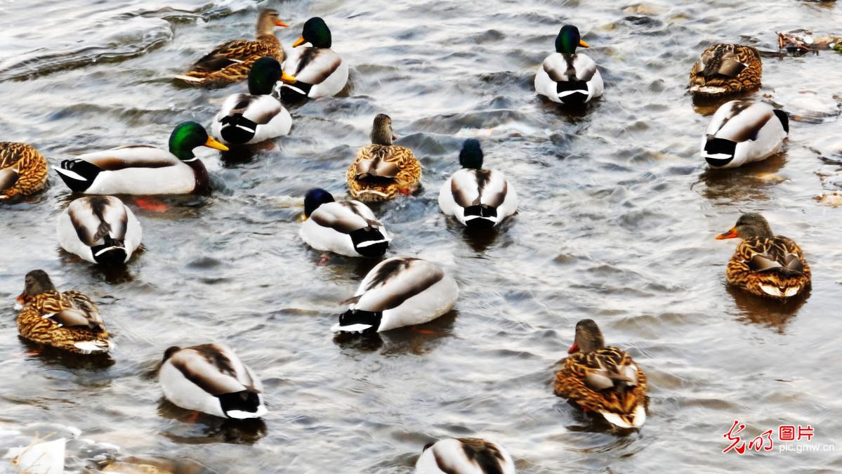 Winter birds&nbsp;migration unfolds across China