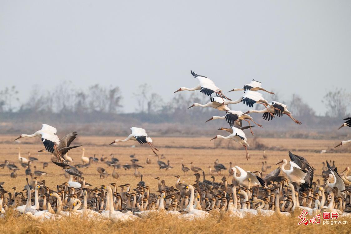 Winter birds&nbsp;migration unfolds across China