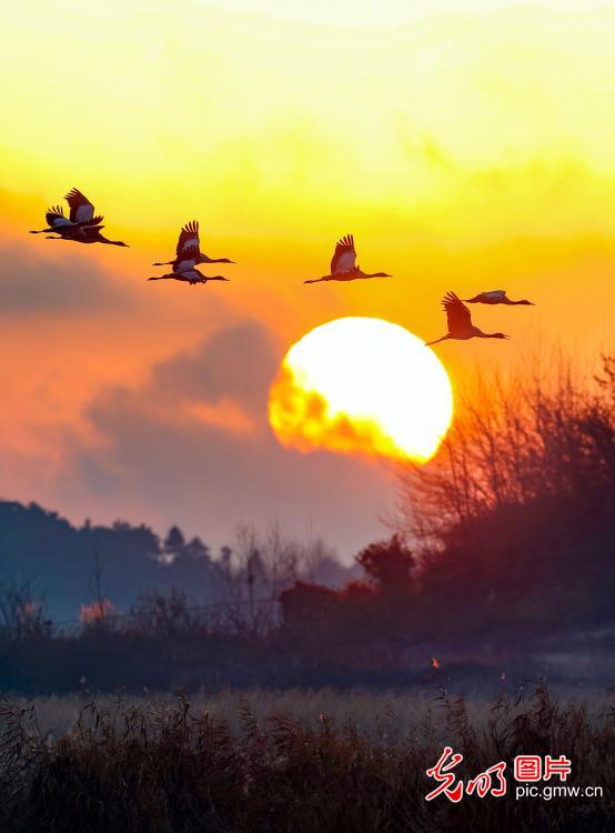 Winter birds&nbsp;migration unfolds across China