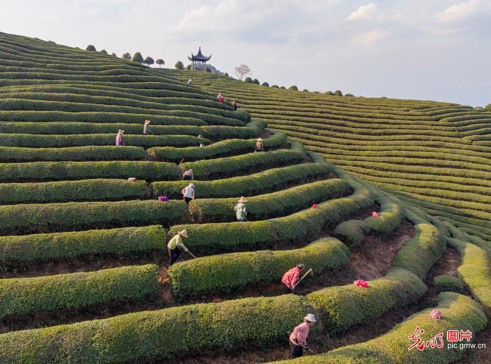 Busy winter care in organic tea gardens