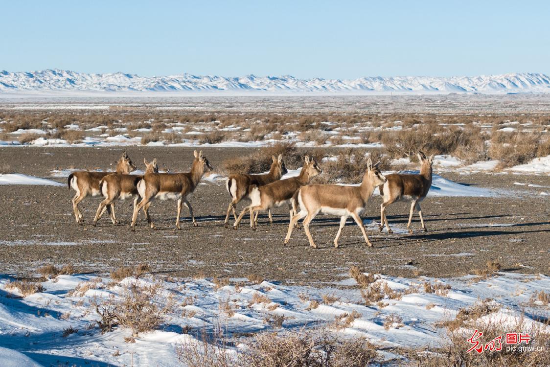 Goitered gazelles forage in the gobi Goitered gazelles forage in the gobi