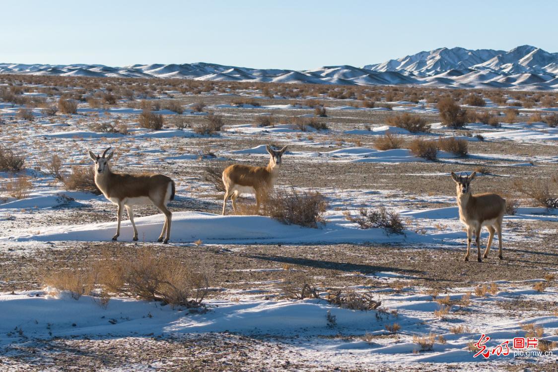 Goitered gazelles forage in the gobi Goitered gazelles forage in the gobi