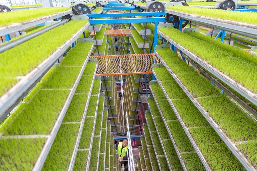 Yearender: Tech-driven rural revitalization takes roots across China