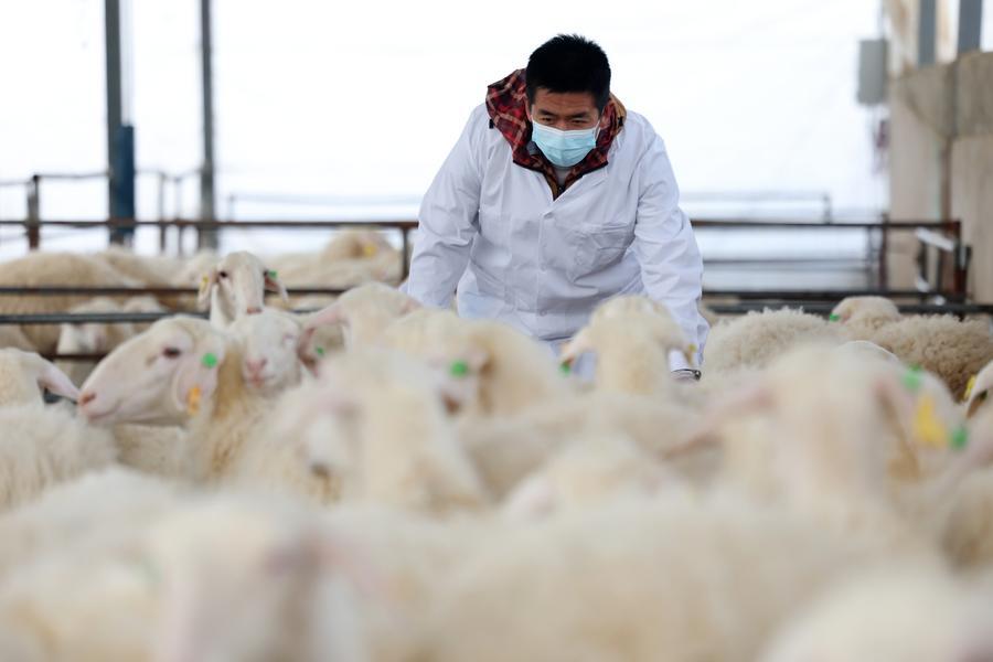 Yearender: Tech-driven rural revitalization takes roots across China