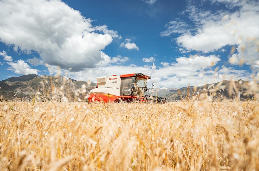 Yearender: Tech-driven rural revitalization takes roots across China