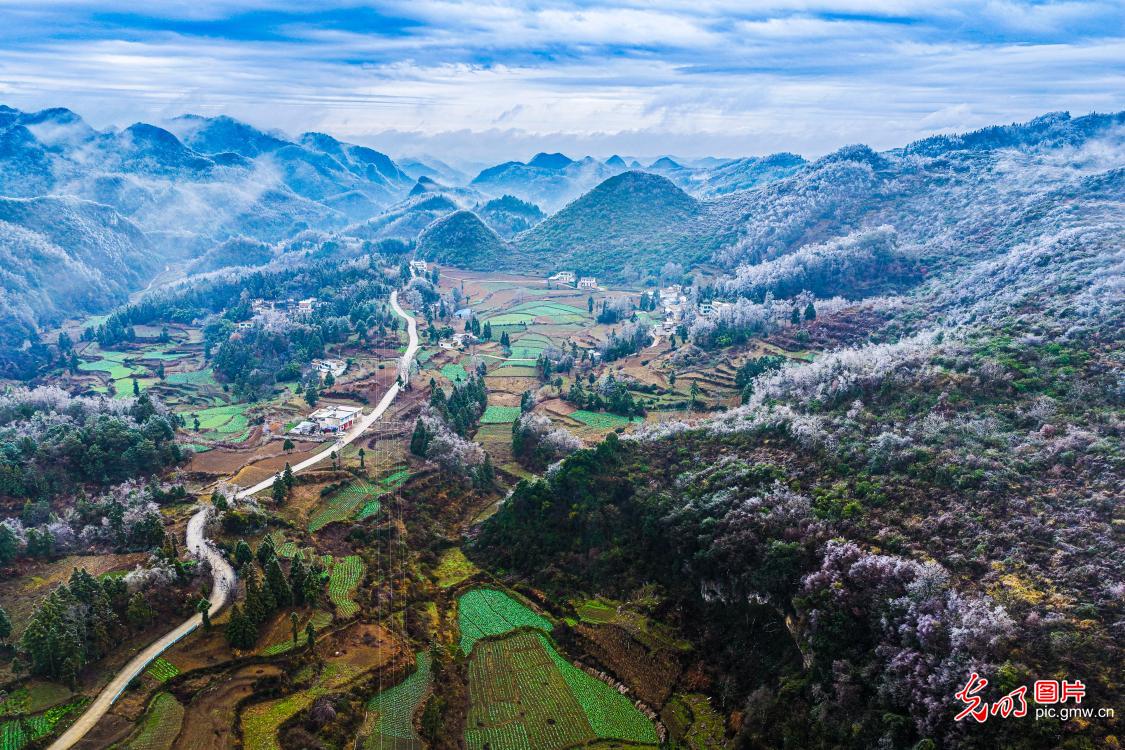 Guizhou's Jinlan Highland Terraces adorned with wrost, resembling blossoming flowers Guizhou's Jinlan Highland Terraces adorned with wrost, resembling blossoming flowers