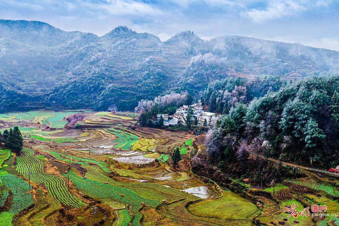 Guizhou's Jinlan Highland Terraces adorned with wrost, resembling blossoming flowers Guizhou's Jinlan Highland Terraces adorned with wrost, resembling blossoming flowers