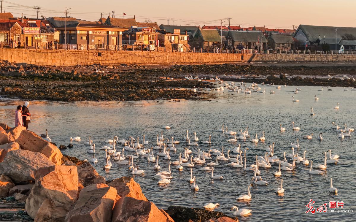 Flocks of swans at sunrise in E China's Shandong