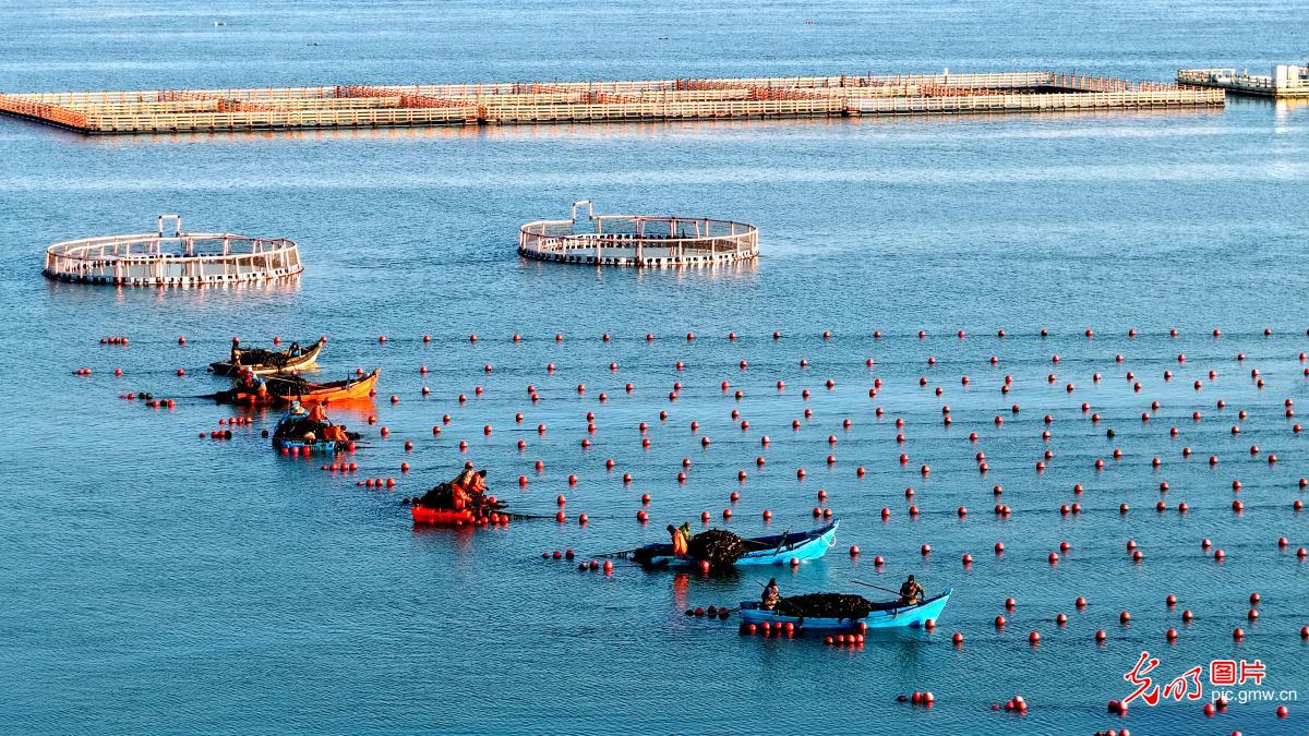 Winter aquaculture at Ailun Bay Marine Ranch in E China's Shandong