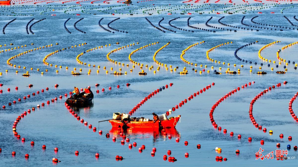 Winter aquaculture at Ailun Bay Marine Ranch in E China's Shandong