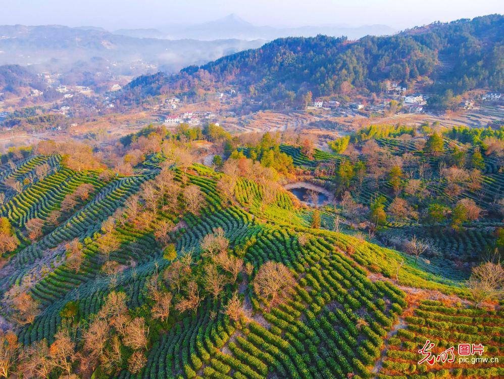Scenery of tea terraces in E China's Anhui