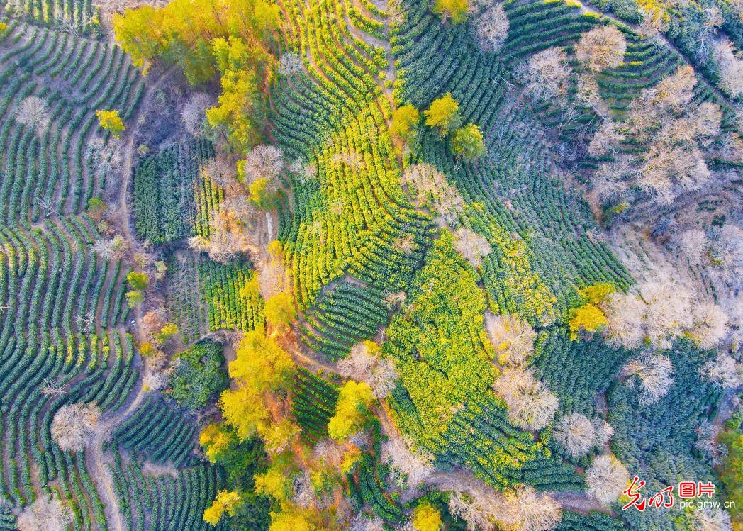 Scenery of tea terraces in E China's Anhui
