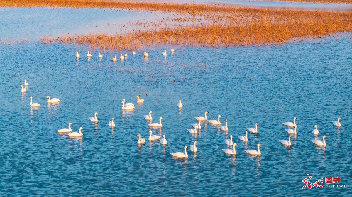 Winter migratory birds bring wetlands to life across China