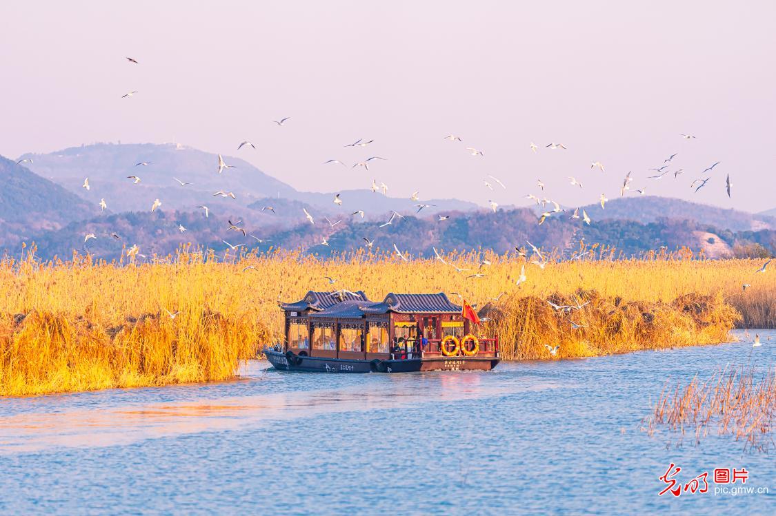 Winter migratory birds bring wetlands to life across China