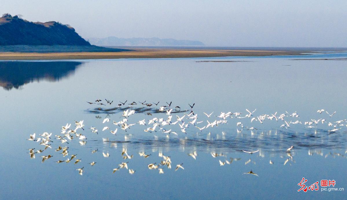 Winter migratory birds bring wetlands to life across China