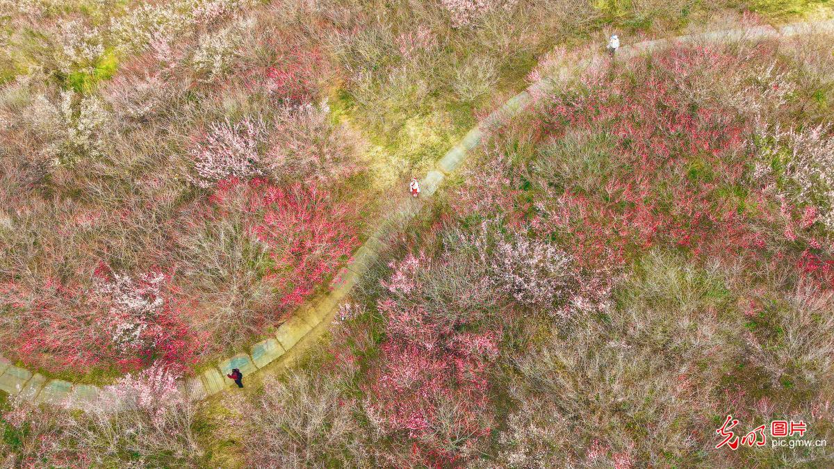 Winter plum blossoms draw crowds to C China's Henan