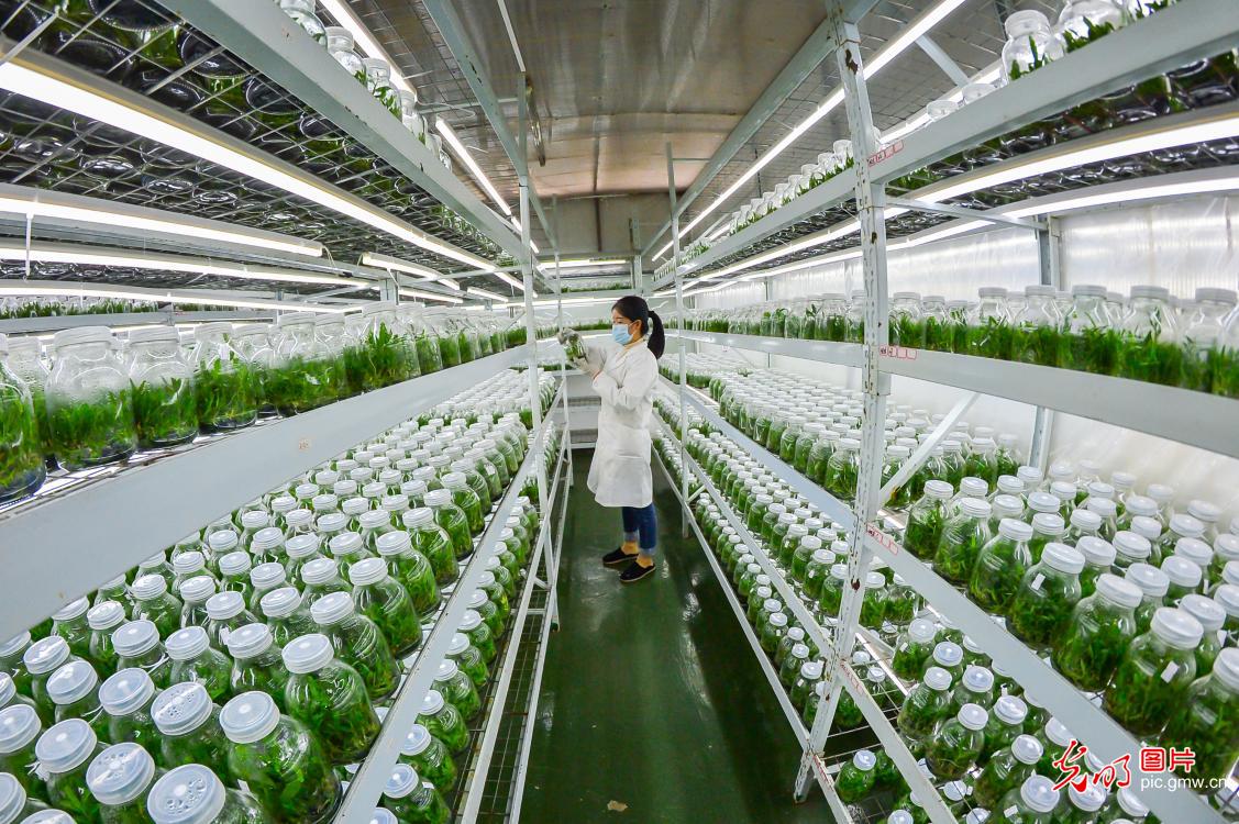 Nurseries step up seedling cultivation for spring transplanting in SW China's Guizhou