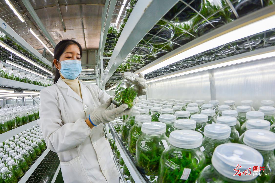 Nurseries step up seedling cultivation for spring transplanting in SW China's Guizhou