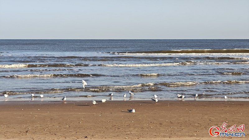 Seagulls grace the winter coast of Anaya