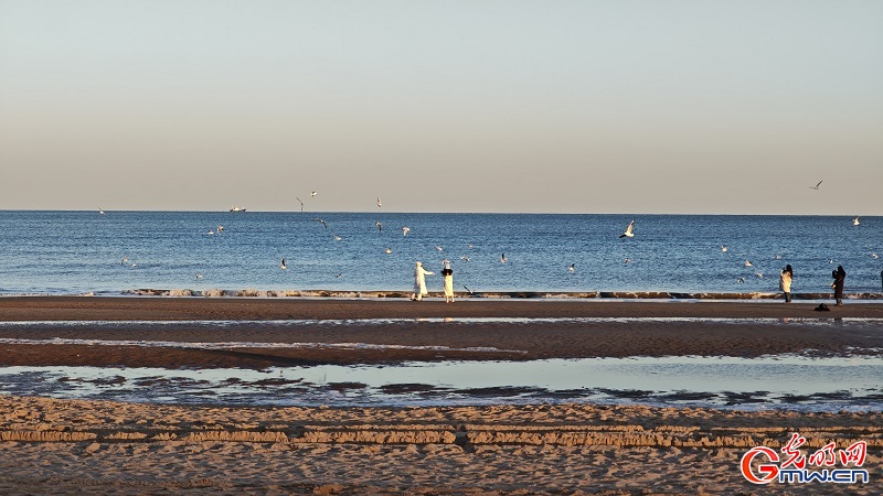 Seagulls grace the winter coast of Anaya