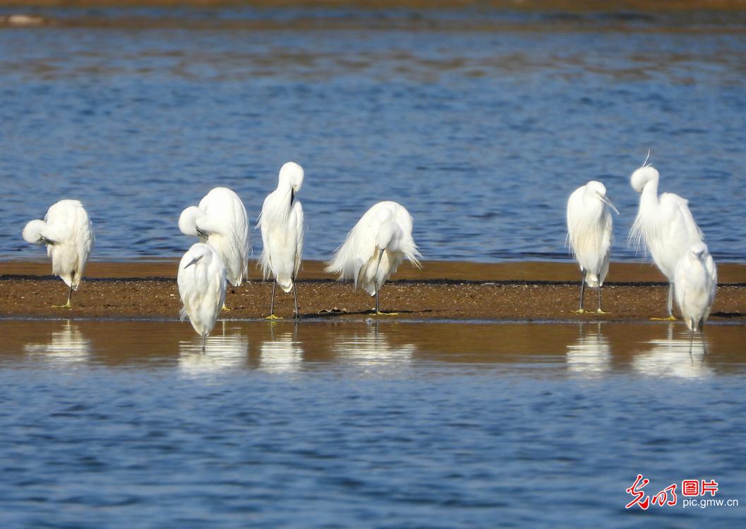 Egrets add winter charm to rural Jiangxi