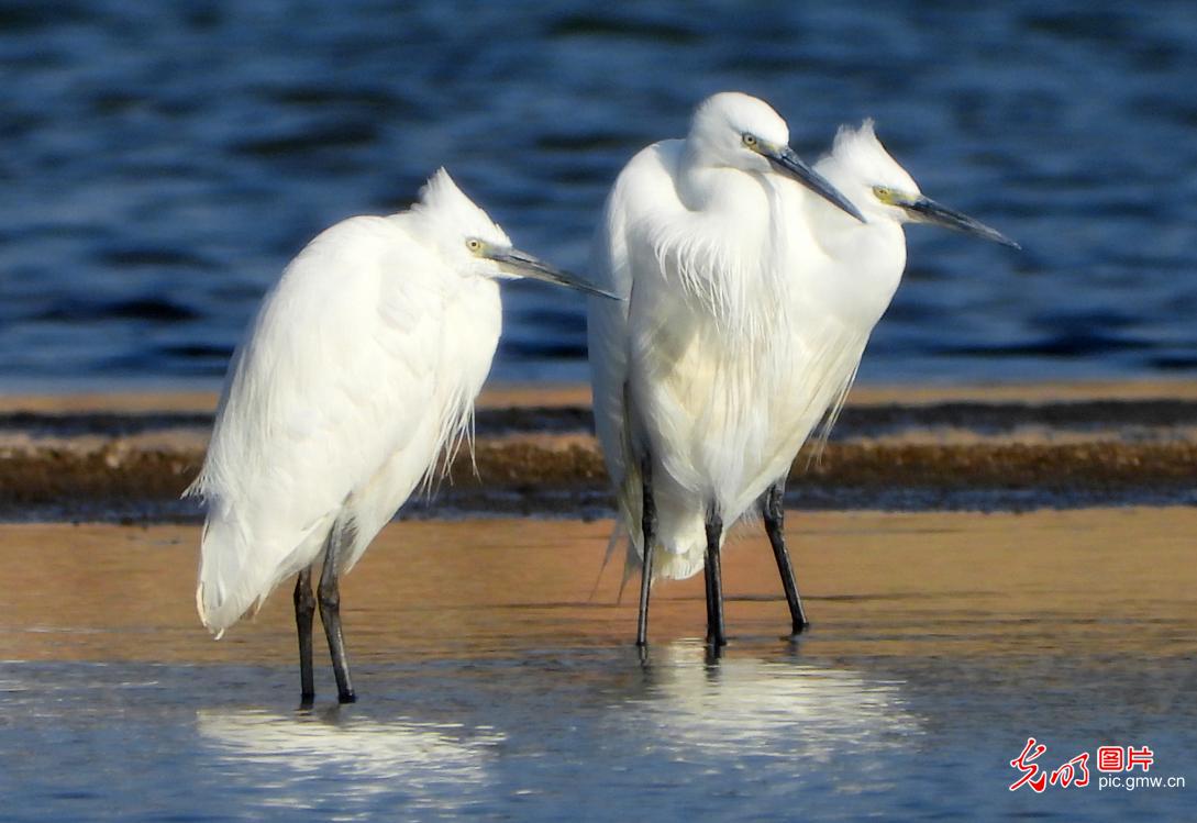 Egrets add winter charm to rural Jiangxi