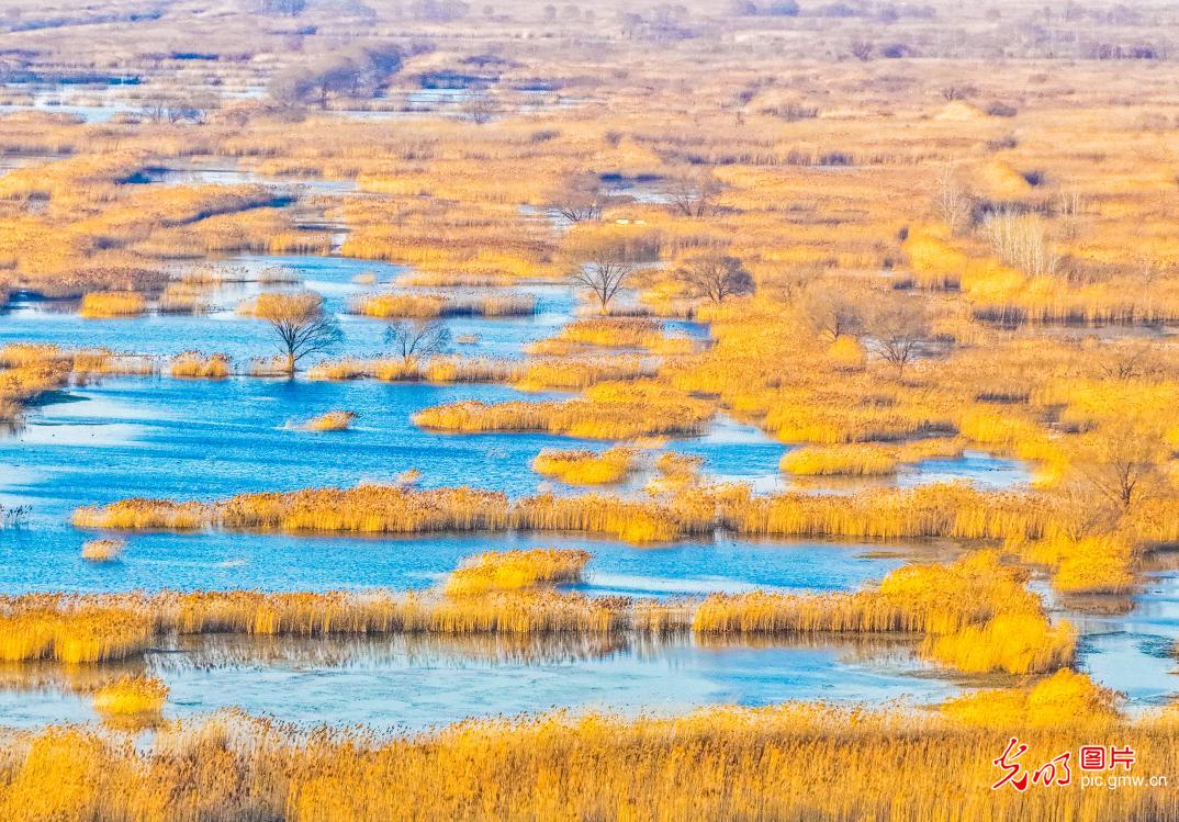 Wetland's winter charm painted in reeds and ripples