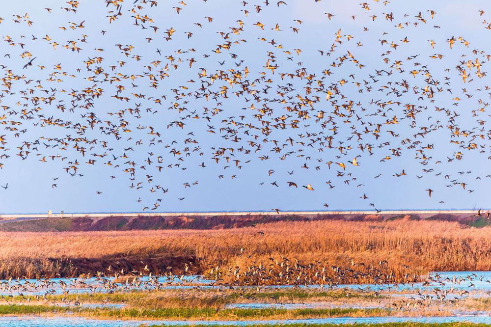 Women-led community innovation for wetland conservation at Chongming Dongtan in E China's Shanghai