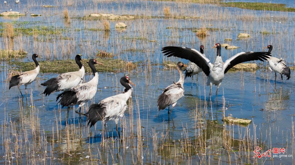 Black-necked cranes grace wetland park in SW China's Guizhou