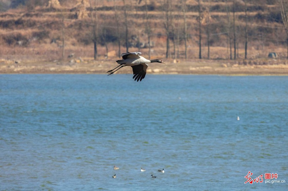 Black-necked cranes grace wetland park in SW China's Guizhou