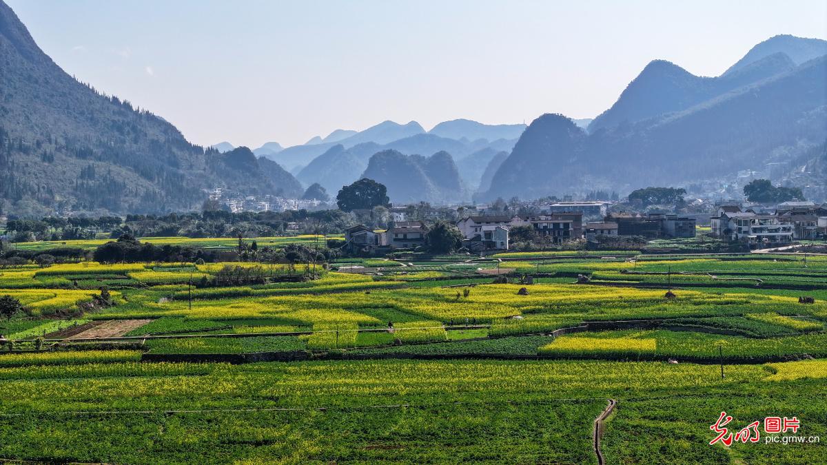 Rural rapeseed blooms in SW China's Guizhou