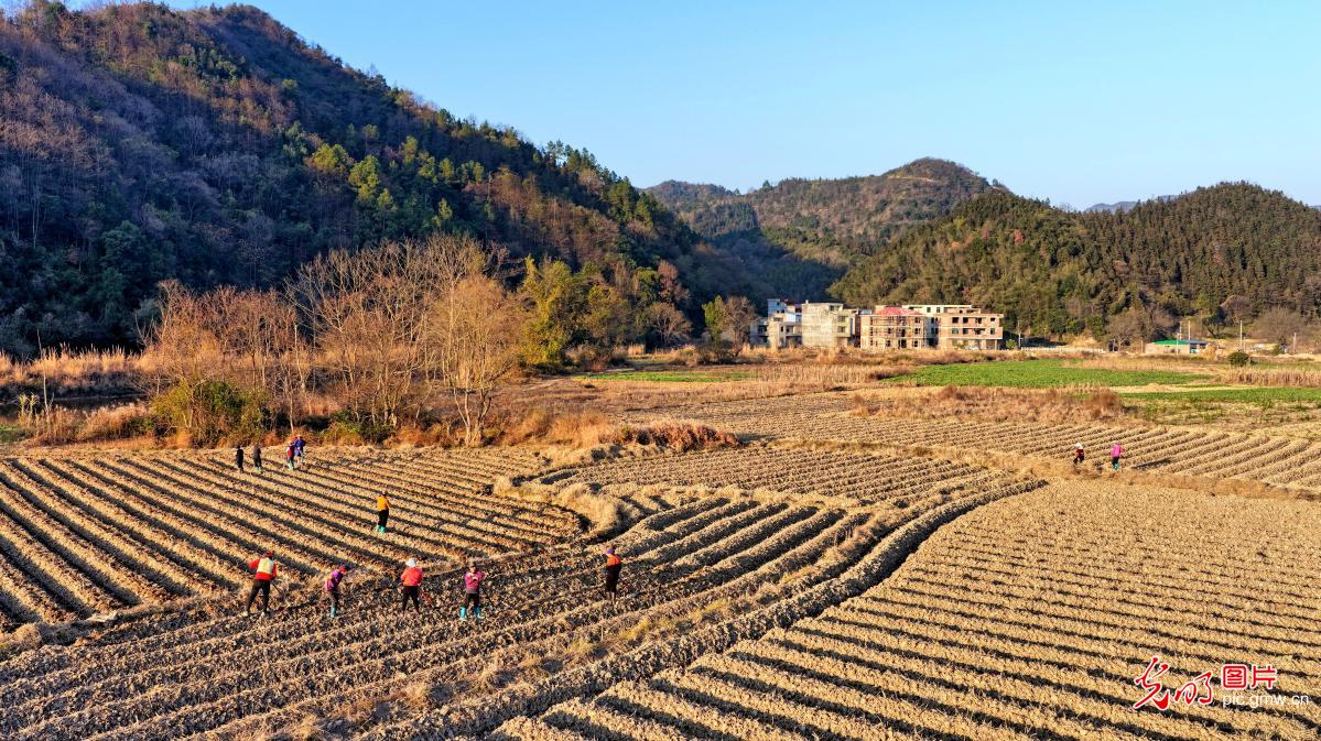 Farmers across China busy in fields as agricultural work moves ahead in orderly manner