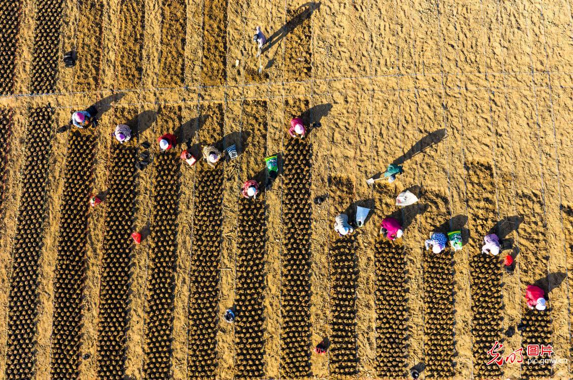 Farmers across China busy in fields as agricultural work moves ahead in orderly manner